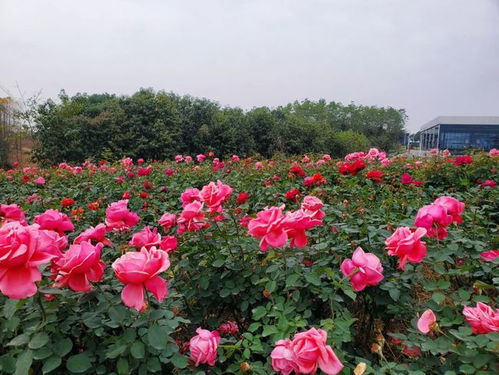 视觉疲劳与商业炒作