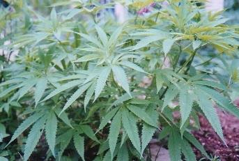 麻是一种植物？它有什么神奇之处