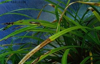 还有其他治疗方法没得？