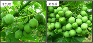 油桐种子的生长周期与施肥技巧