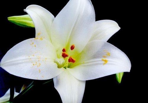 百合花象征着纯洁，那么“百合花在婚礼中代表着纯洁