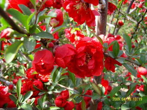 红宝石海棠：观赏与栽培两相宜