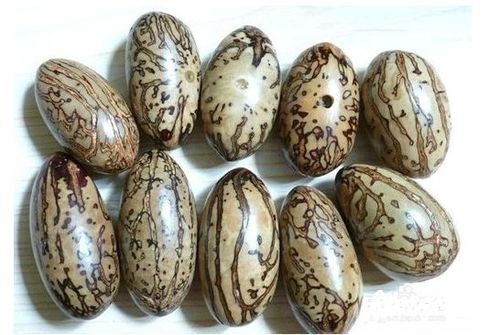 金灯菩提果的毒性如此之强，这十八种菩提子中，哪一种最危险呢？