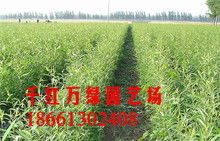 柳树苗和桃树苗的价格大揭秘