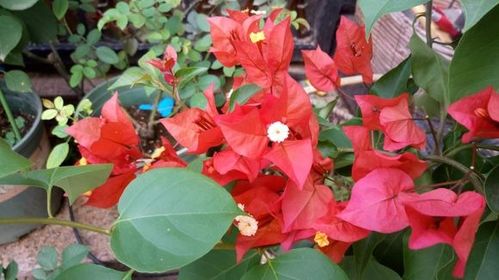 三角梅花芽如何拆分？是先从中心还是边缘开始