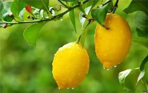 柠檬种植的甜蜜烦恼：病虫害防治大揭秘