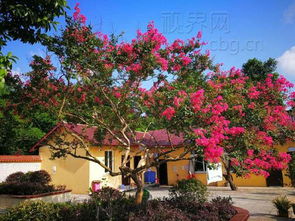 紫薇树与盆景的关系