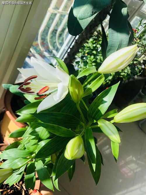 百合花需要多久浇一次水？每天浇水对百合花生长好吗