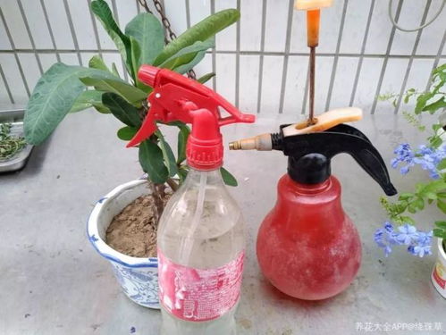 肥料使用技巧：让花开得geng旺盛