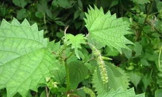 揭秘相似小草的真面目