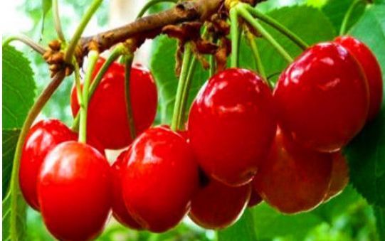 三、采摘装备也要讲究