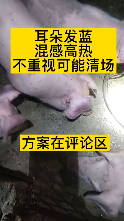 养猪混感防控关键技术解析