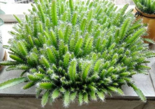 播种小盆栽的神奇过程