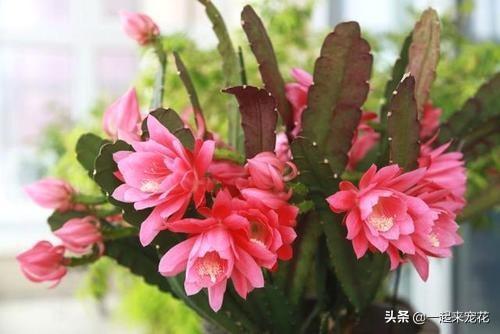 嫁接荷花令箭夏季怎么养？拆分养护技巧