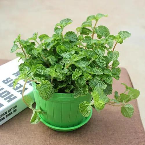 播种与催芽的技巧