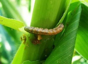 防治玉米粘虫的简单方法