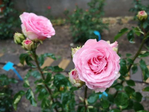 泰达粉钻月季，你知道吗？