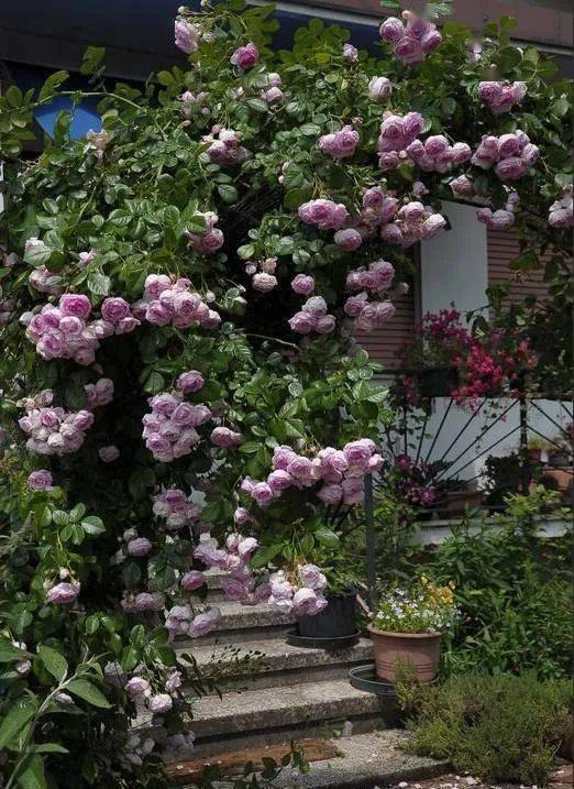 黄金马斯兰月季的花期揭秘