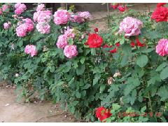 月季和藤本：热带风情下的绿色走廊