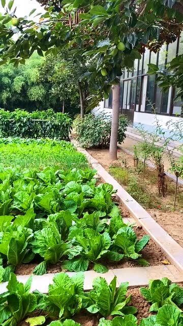 城里人种菜，享受田园生活