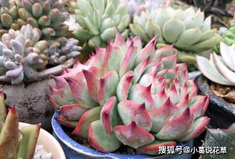 多肉烂了怎么回事？是浇水过多还是病虫害