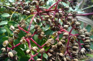 先说说我们要增强树势，提高椒树自身的抗病Neng力。