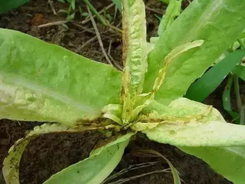 症状大揭秘：菠萝蜜与铁锈病的相似之处