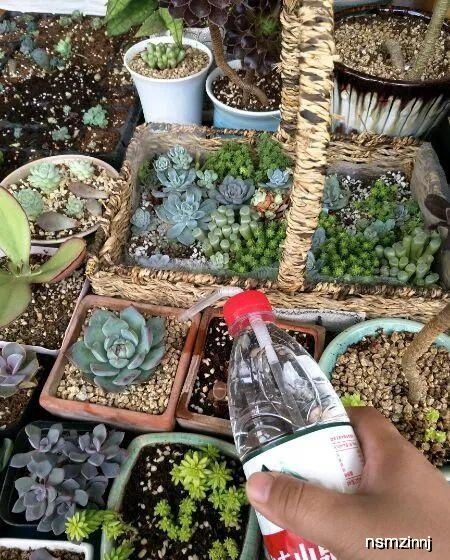 “塑料瓶变花盆，环保又实用，花卉种植新选择！”