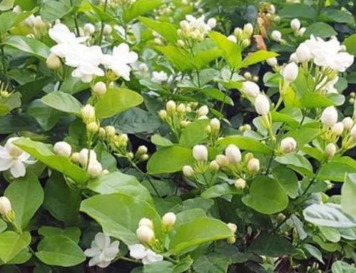 茉莉花， 黄豆肥的良配