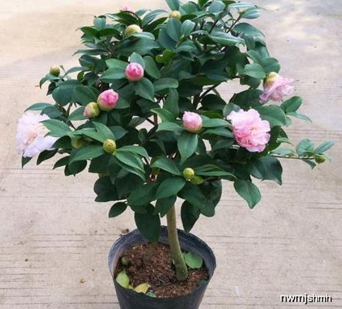 请问常见的六大茶花品种分别有哪些