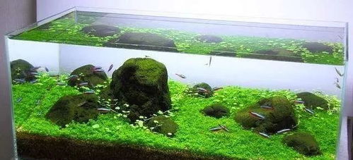 重庆万州基地的改良方案：