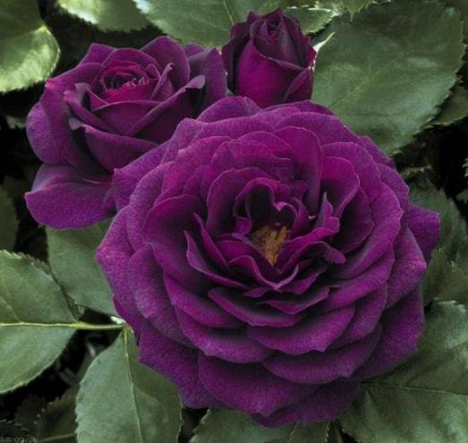 花色艳丽， 花香淡雅