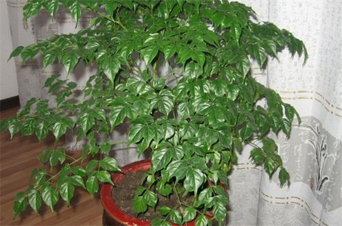 最旺宅植物有哪些？这几种植物让家里更兴旺