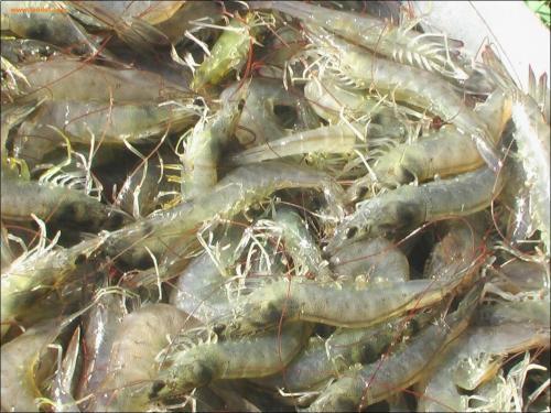 对虾不上料台的原因是什么？对虾料台上虾多是否正常？