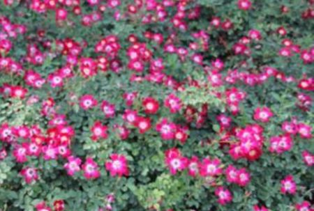 塞维亚那月季的花期揭秘