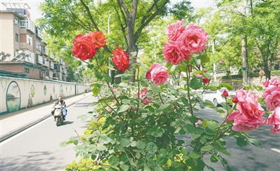 月季花品种繁多，色彩缤纷