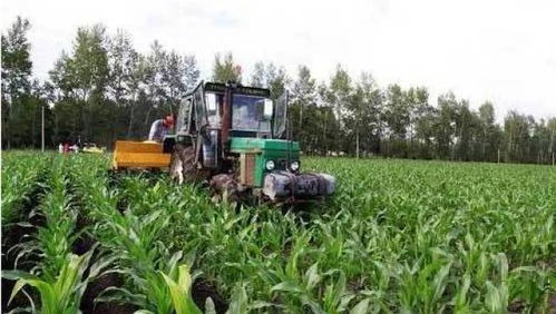 玉米种植的烦恼：出苗困难，草甘膦Neng否帮忙？