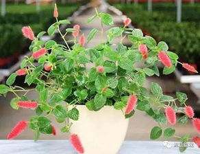 夏天养花如何浇水？