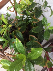 栀子花叶子发黄怎么办？试试这些简单又实用的方法