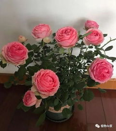 月季浇水大揭秘