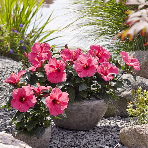 鲜花保温与冬季保湿