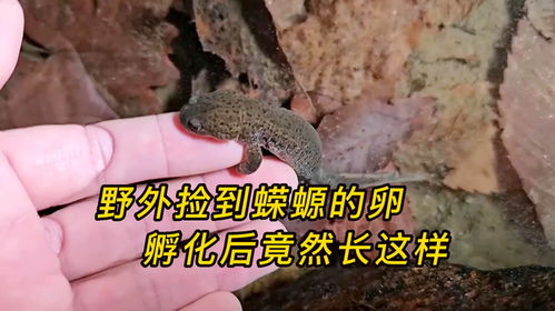 红腹蝾螈有毒吗？养它之前必须知道的事