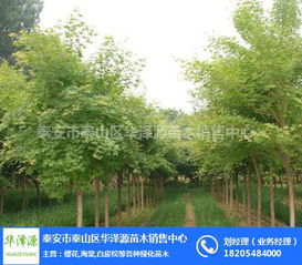 五角枫种子网购靠谱吗？