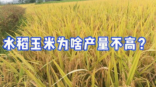 玉米、红薯：旱地作物的选择