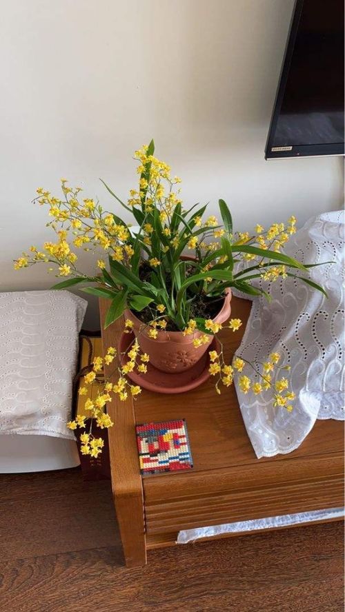 空间较小或光照条件不好？耐阴植物是你的好选择