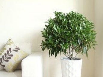 多样化花卉选择， 定制化摆放设计