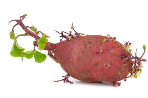 洋葱发芽了如何种植使其重新发芽
