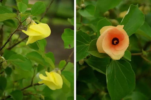 四季海棠的花期是何时？它的缤纷绽放有何特色