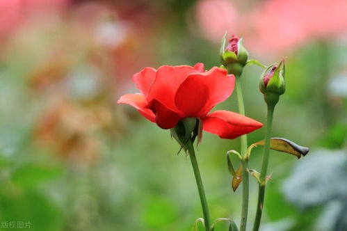 换盆也是养护的一部分