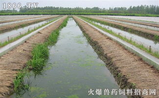 水蛭饲料太贵想放弃？新手如何低成本养水蛭？三招省钱秘籍分享！